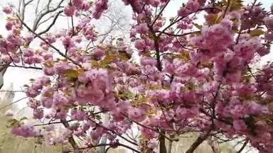 粉红色的樱花，樱花，喜马拉雅樱花在风中摇曳的特写背景